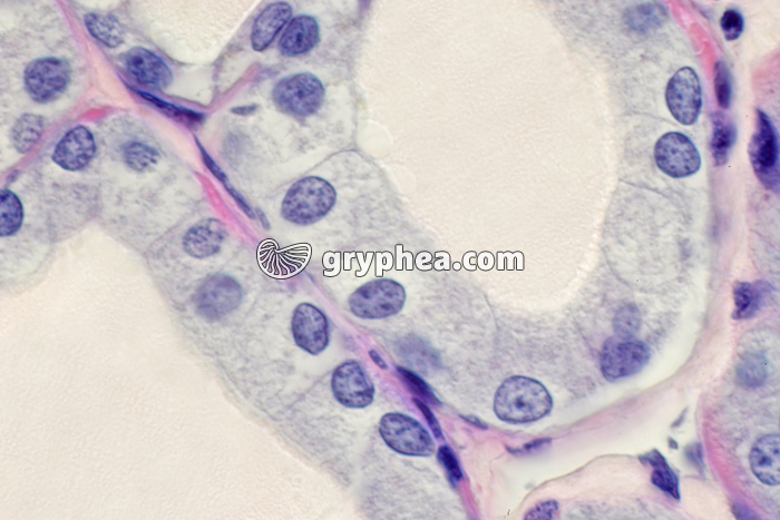 Thyroïde x400 - gryphea.com